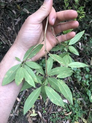 Pittosporum bicolor × undulatum