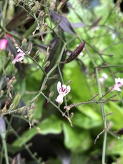 Andrographis paniculata