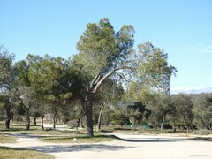 Quercus rotundifolia