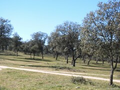 Quercus rotundifolia