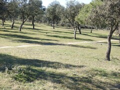 Quercus rotundifolia
