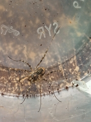 Phalangium opilio
