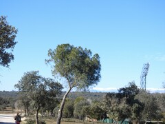 Quercus rotundifolia
