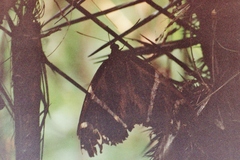 Eupalamides cyparissias