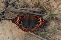 Junonia