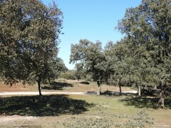 Quercus rotundifolia