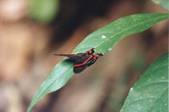 Ancyluris aulestes