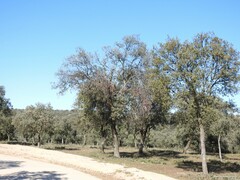 Quercus rotundifolia
