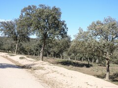Quercus rotundifolia