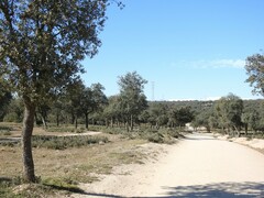 Quercus rotundifolia