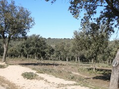 Quercus rotundifolia