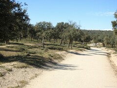 Quercus rotundifolia