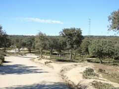 Quercus rotundifolia