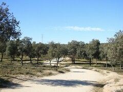 Quercus rotundifolia