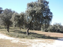 Quercus rotundifolia