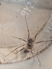 Phalangium opilio