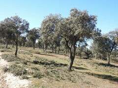 Quercus rotundifolia