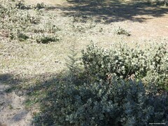 Asparagus acutifolius