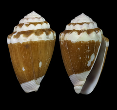 Conus dorreensis