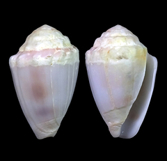 Conus dorreensis