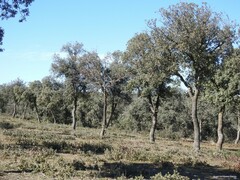 Quercus rotundifolia
