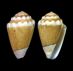 Conus dorreensis