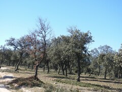 Quercus rotundifolia