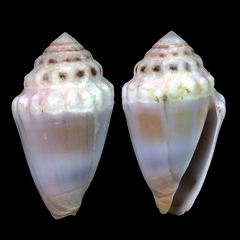 Conus dorreensis