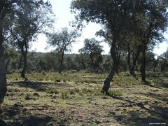 Quercus rotundifolia