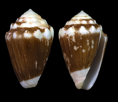 Conus dorreensis