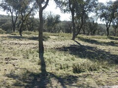Asparagus acutifolius