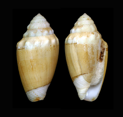 Conus dorreensis