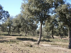 Quercus rotundifolia