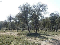 Quercus rotundifolia