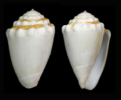 Conus dorreensis