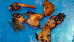 Serpula himantioides