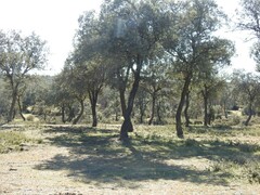 Quercus rotundifolia