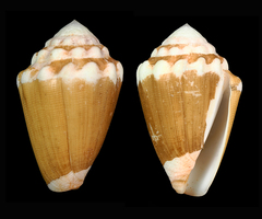 Conus dorreensis