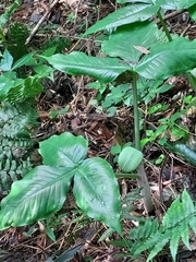 Arisaema ringens