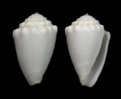 Conus dorreensis