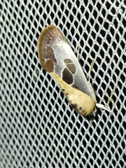 Westermannia gloriosa