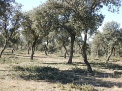 Quercus rotundifolia