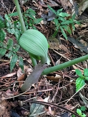 Arisaema ringens