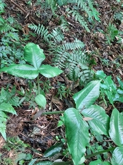 Arisaema ringens