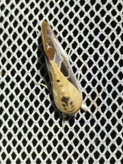 Westermannia gloriosa