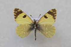 Euchloe charlonia