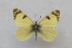 Euchloe charlonia