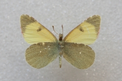 Euchloe charlonia