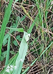 Belenois creona severina