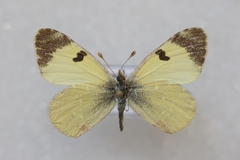 Euchloe charlonia